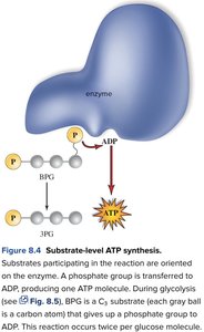 Substrate-level ATP synthesis
