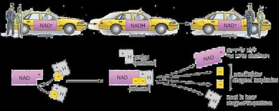 NAD+ to NADH conversion