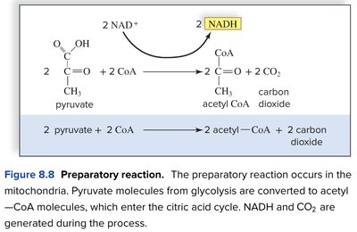 Pyruvate oxidation and acetyl-CoA formation