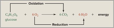 Glucose oxidation and reduction reactions