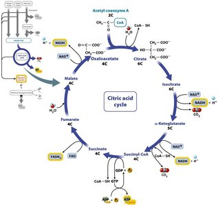 Citric acid cycle diagram