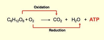Integration of metabolic pathways