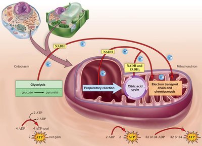 ATP yield from cellular respiration