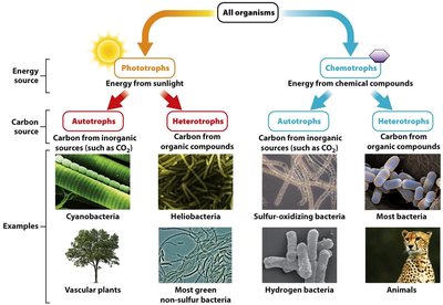 Classification of organisms by energy and carbon sources