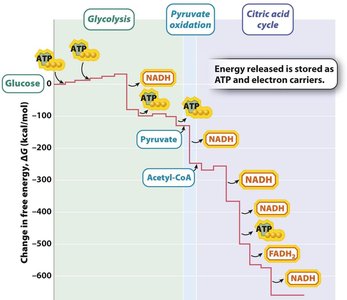 Free energy changes during cellular respiration