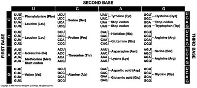 Standard genetic code codon table