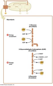 Diagram of glycolysis steps