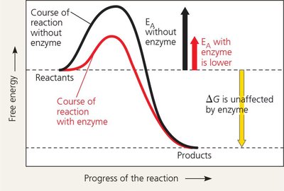 Graph showing activation energy with and without enzyme