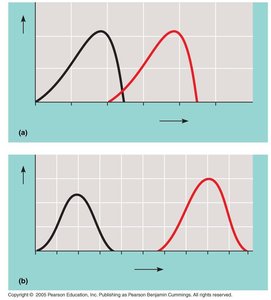 Graphs showing optimal temperature and pH for enzyme activity