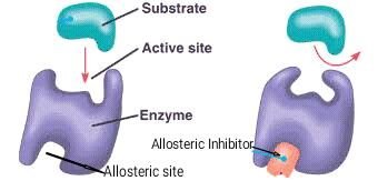 Diagram showing allosteric inhibition