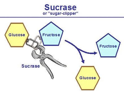 Diagram showing sucrase breaking sucrose into glucose and fructose