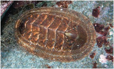 Chiton (Polyplacophora)