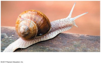 Gastropod (snail)