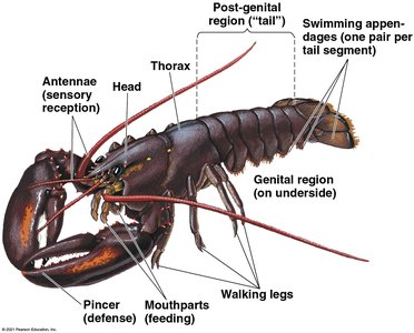 Evolution of the exoskeleton in arthropods