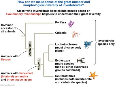 Cladogram showing evolutionary relationships among major invertebrate groups