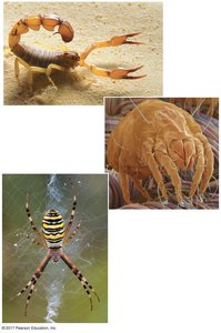 Examples of chelicerates: scorpion, dust mite, spider