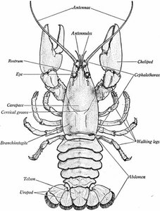 Pancrustaceans: insects and crustaceans