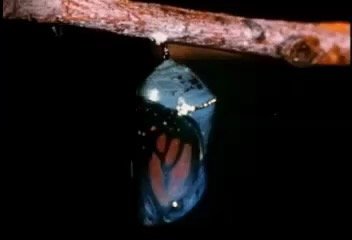 Butterfly emerging from chrysalis (complete metamorphosis)
