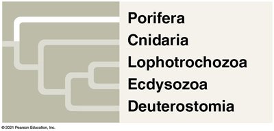 Summary of major invertebrate clades