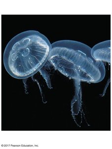 Jellyfish, a representative cnidarian