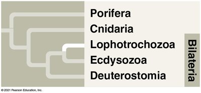 Summary of major invertebrate clades (Bilateria)