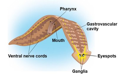 Planarian anatomy showing pharynx, nerve cords, and eyespots