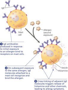Mast cells, IgE, and the allergic response
