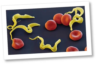 Trypanosoma parasites and red blood cells