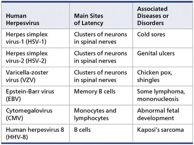 Table of human herpesviruses, latency sites, and associated diseases