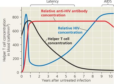 Graph of HIV, helper T cell, and antibody concentrations over time