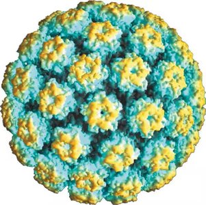 Human papillomavirus particle