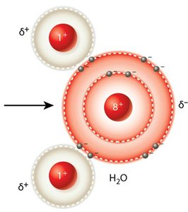 Water molecule showing partial charges
