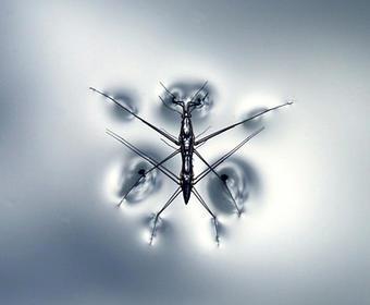 Water strider walking on water due to surface tension