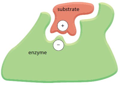 Enzyme-substrate binding affected by pH