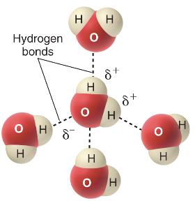 Hydrogen bonding between water molecules