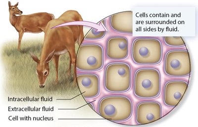 Cells surrounded by fluid