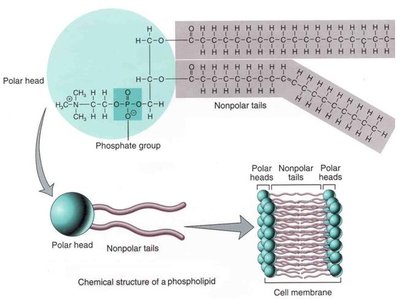 Structure of a phospholipid and membrane formation