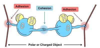 Cohesion and adhesion in water molecules