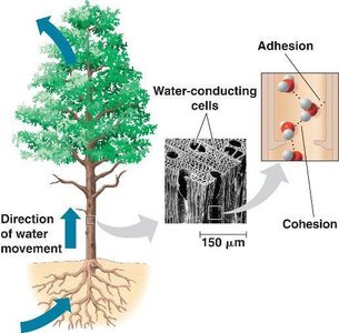 Water transport in plants via cohesion and adhesion