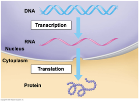 Diagram of the central dogma: DNA to RNA to Protein
