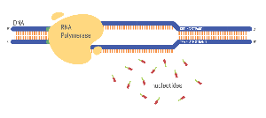 RNA polymerase binding to DNA and synthesizing RNA