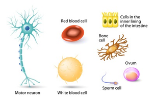 Examples of different cell types in the human body