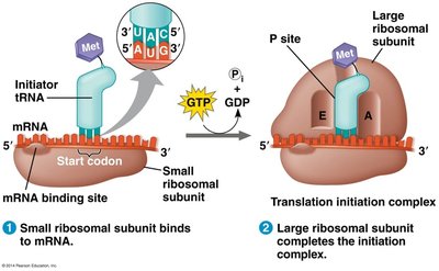 Translation initiation: ribosome assembly and start codon recognition