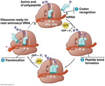 Translation elongation: codon recognition, peptide bond formation, translocation