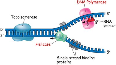 DNA replication fork with labeled enzymes and directionality