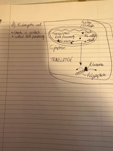 Diagram of transcription and translation in a eukaryotic cell