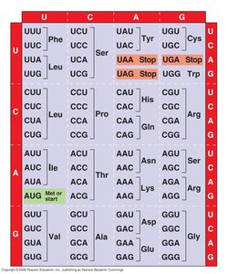 Genetic code chart showing codons and corresponding amino acids