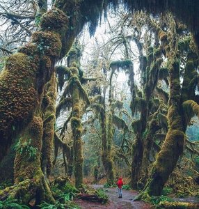 Moss-dominated temperate rainforest, showing non-vascular plants in their natural habitat