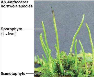 Hornwort (Anthoceros) showing sporophyte and gametophyte