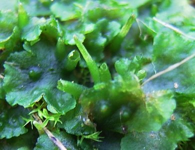 Close-up of hornwort thallus